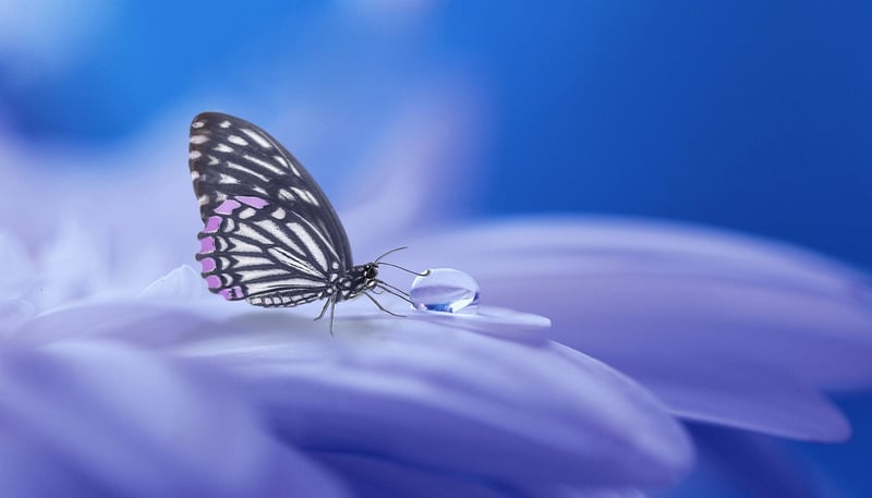 Alice in Wonderland Fantasy Image